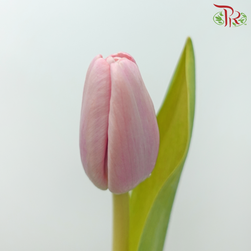 Tulip - Baby Pink (5 Stems / 10 Stems)-Netherland-prflorist.com.my