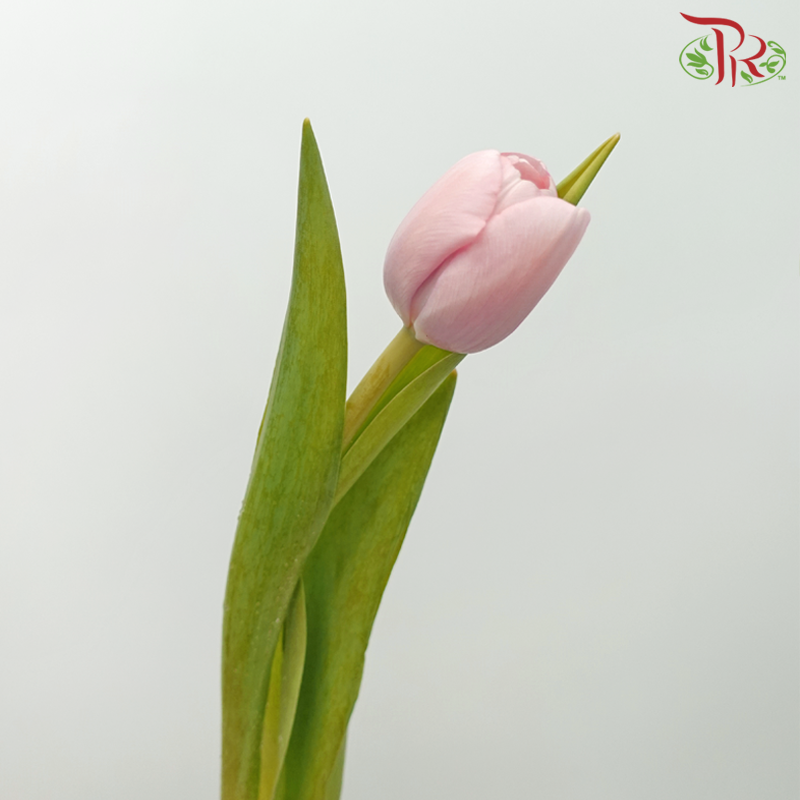 Tulip - Baby Pink (5 Stems / 10 Stems)-Netherland-prflorist.com.my
