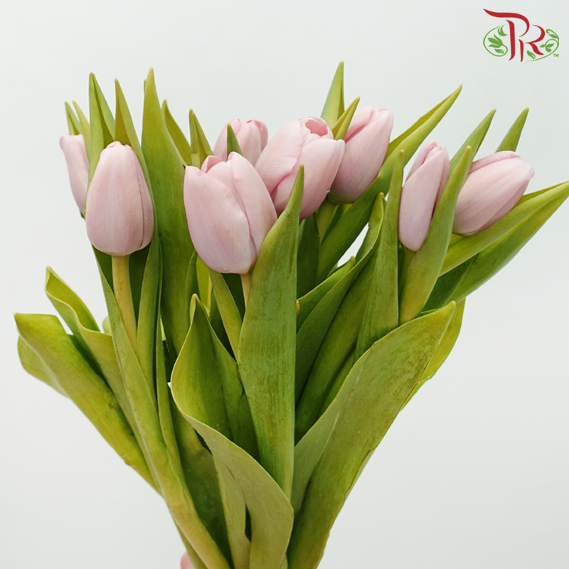 Tulip - Baby Pink (5 Stems / 10 Stems)-Netherland-prflorist.com.my