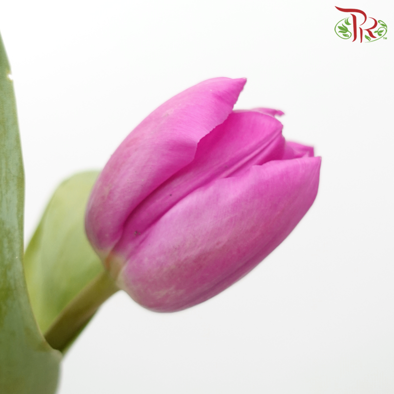 Tulip - Barcelona (5 Stems / 10 Stems)-Netherland-prflorist.com.my