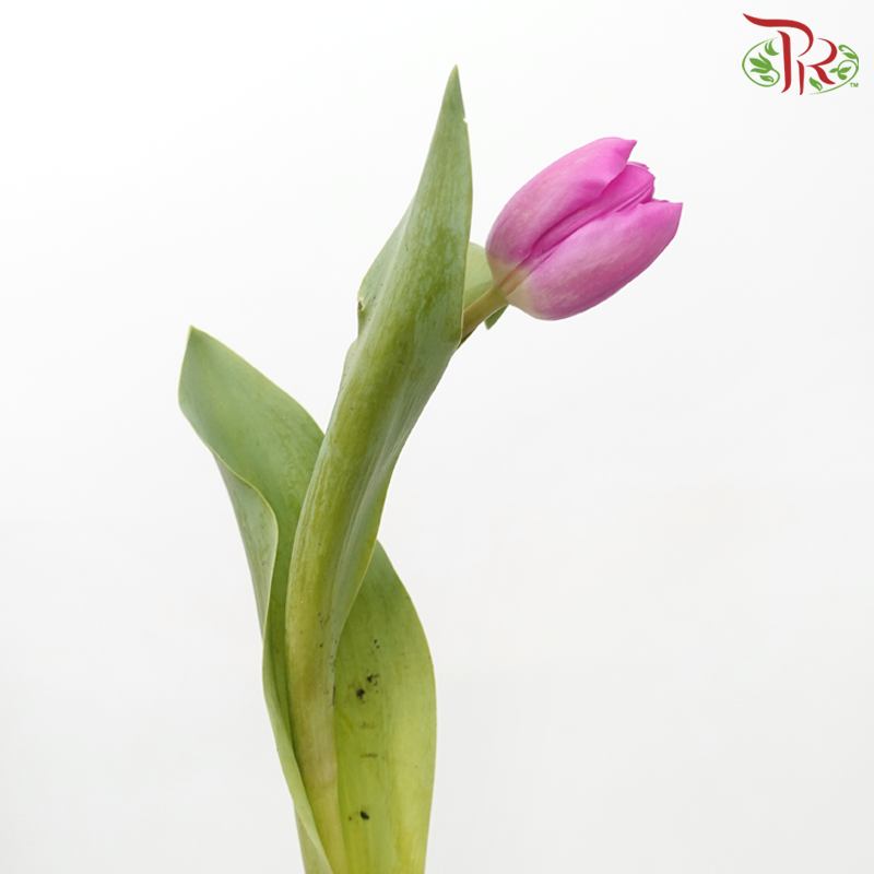 Tulip - Barcelona (5 Stems / 10 Stems)-Netherland-prflorist.com.my