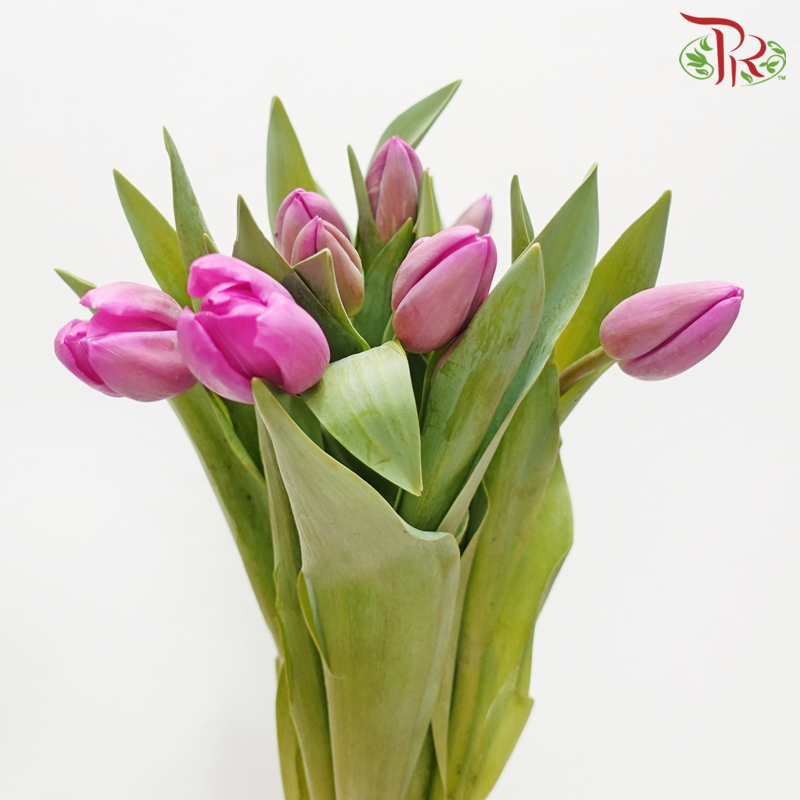 Tulip - Barcelona (5 Stems / 10 Stems)-Netherland-prflorist.com.my
