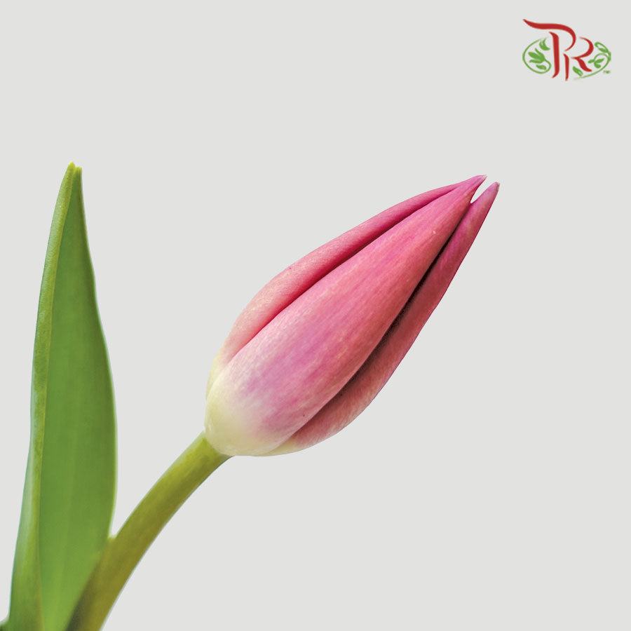 Tulip - Barcelona (5 Stems / 10 Stems)-Netherland-prflorist.com.my