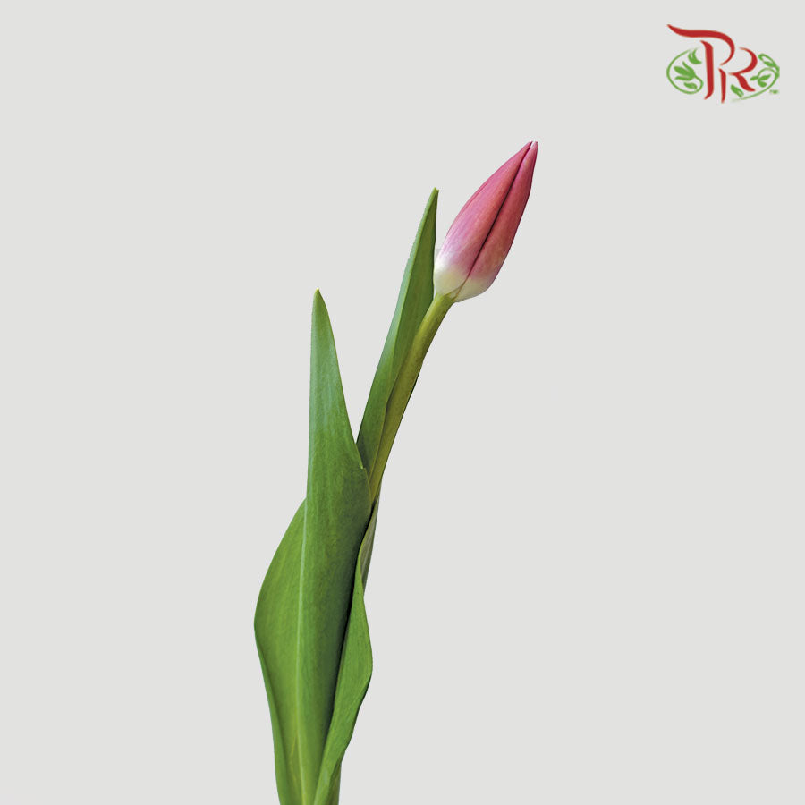 Tulip - Barcelona (5 Stems / 10 Stems)-Netherland-prflorist.com.my