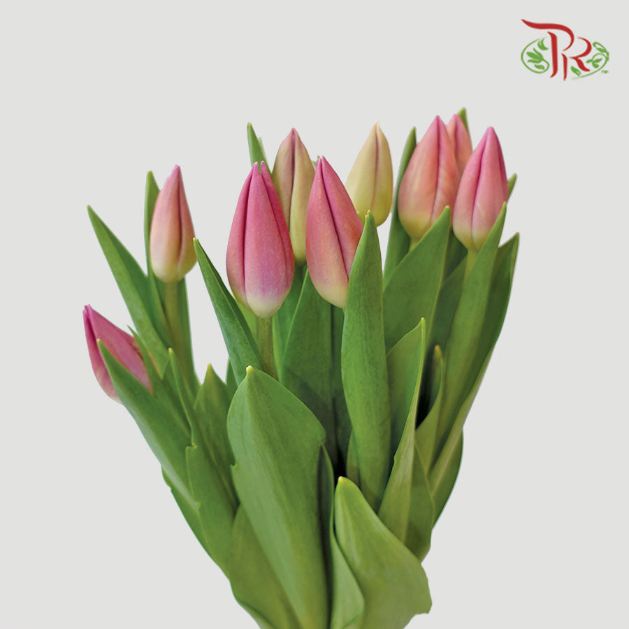Tulip - Barcelona (5 Stems / 10 Stems)-Netherland-prflorist.com.my