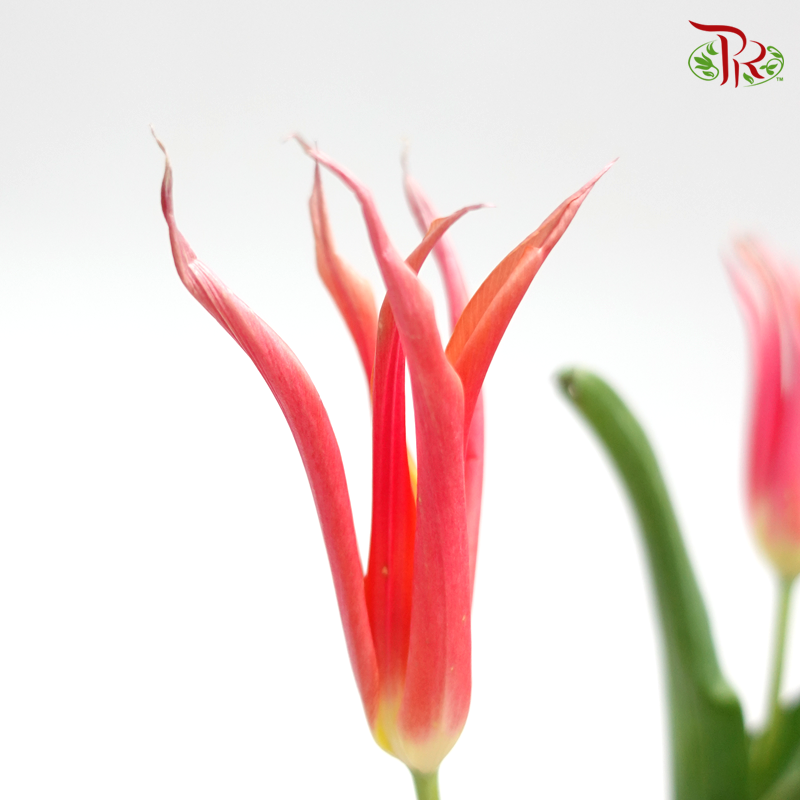 Tulip- Bikkel (5 Stems / 10 Stems)-Netherland-prflorist.com.my