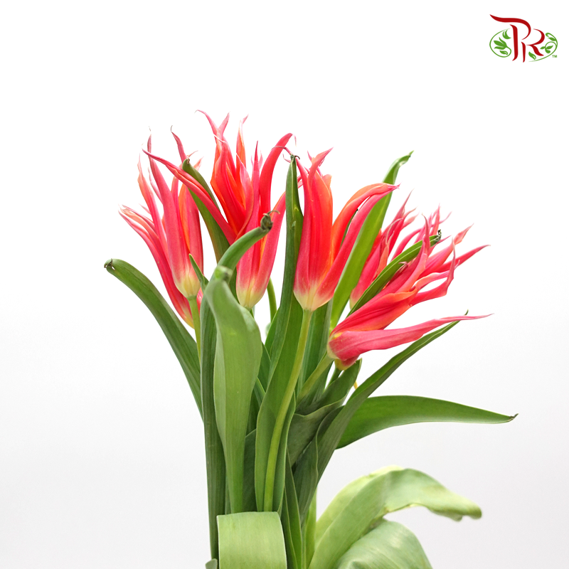 Tulip- Bikkel (5 Stems / 10 Stems)-Netherland-prflorist.com.my