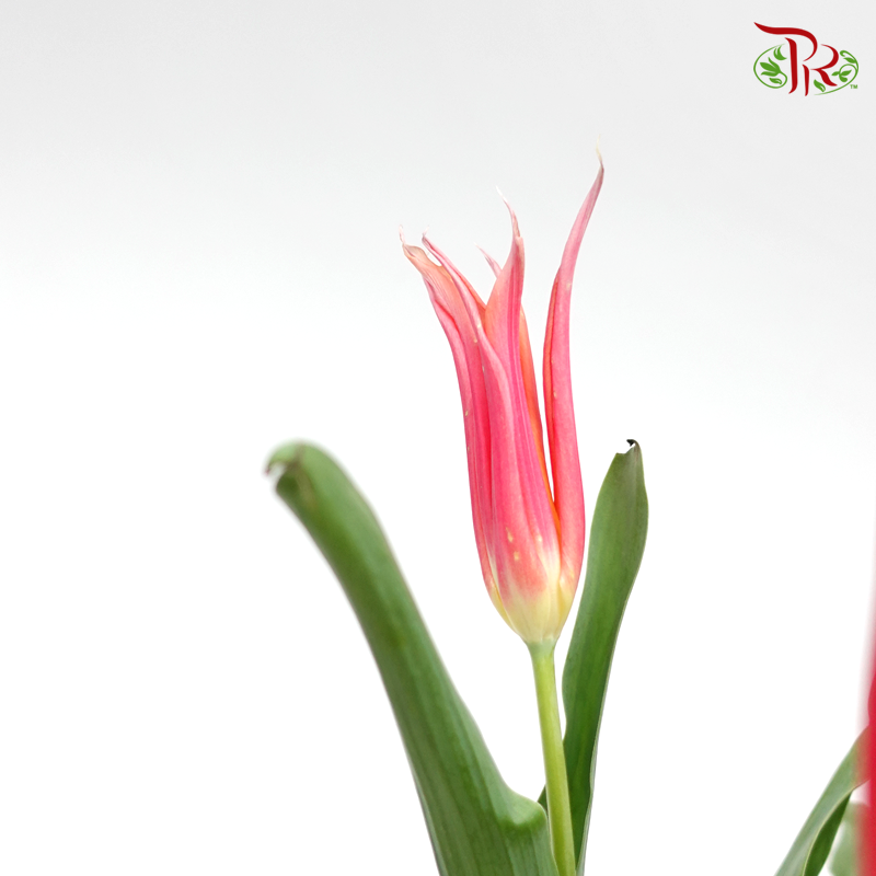 Tulip- Bikkel (5 Stems / 10 Stems)-Netherland-prflorist.com.my