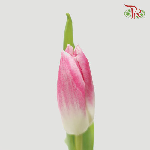 Tulip - Boroyal Pink (5 Stems / 10 Stems)-Netherland-prflorist.com.my