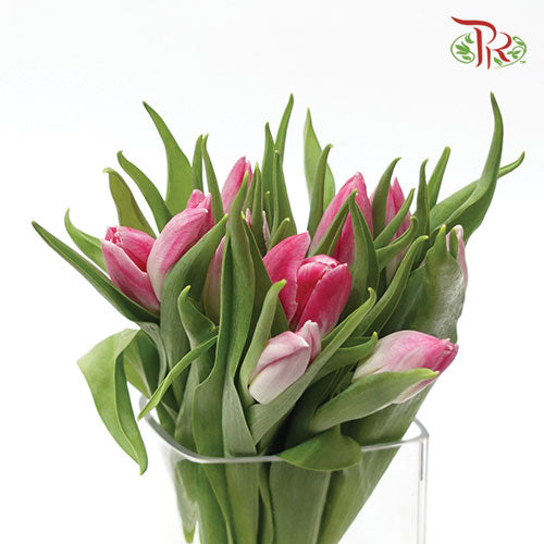Tulip - Boroyal Pink (5 Stems / 10 Stems)-Netherland-prflorist.com.my