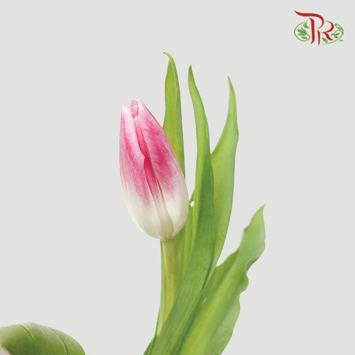 Tulip - Boroyal Pink (5 Stems / 10 Stems)-Netherland-prflorist.com.my
