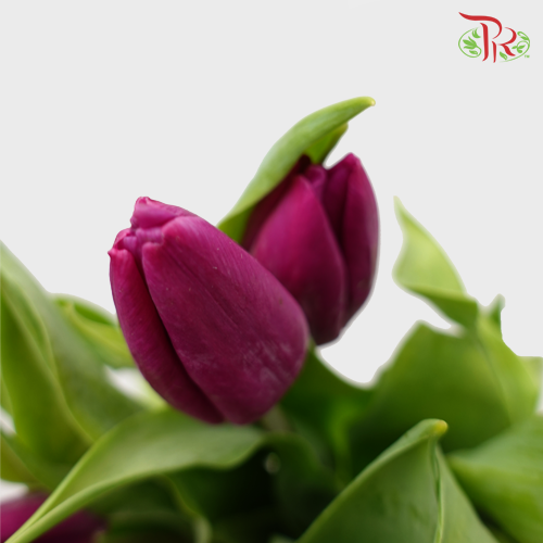 Tulip - Boysenberry (5 Stems / 10 Stems)-Netherland-prflorist.com.my