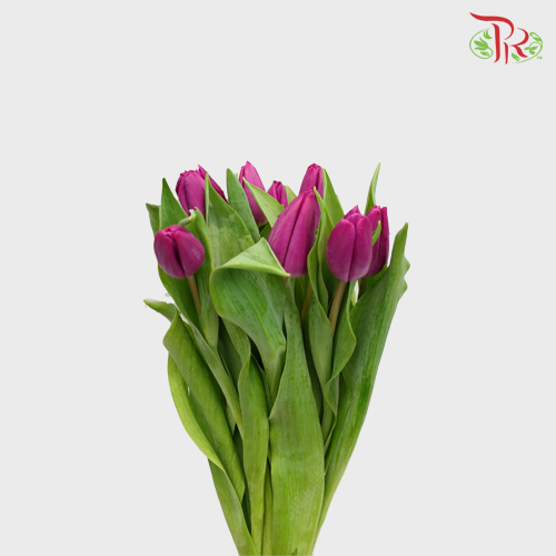 Tulip - Boysenberry (5 Stems / 10 Stems)-Netherland-prflorist.com.my