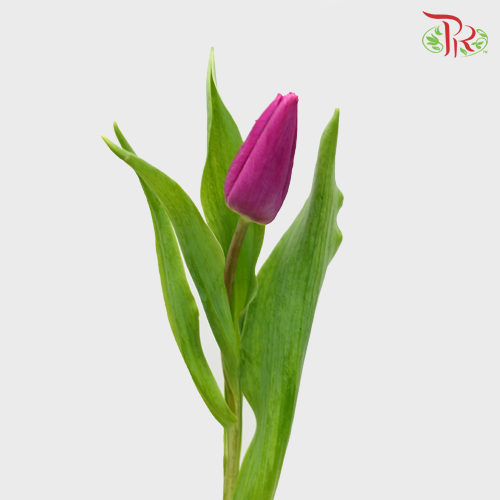 Tulip - Boysenberry (5 Stems / 10 Stems)-Netherland-prflorist.com.my