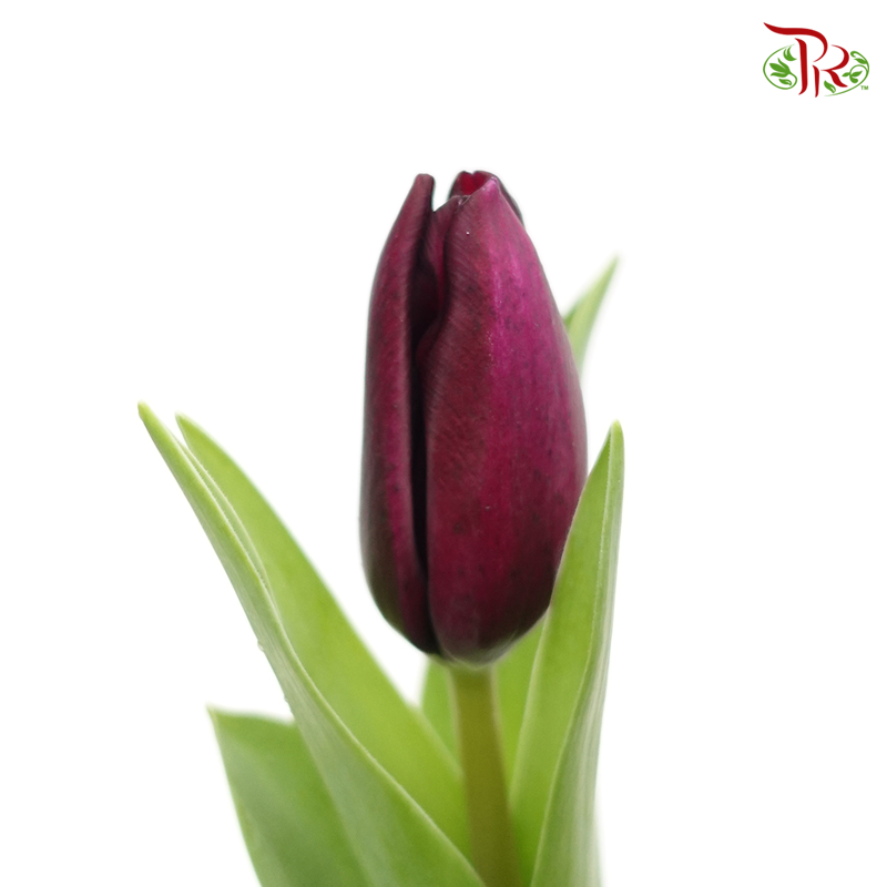 Tulip - Bullit (5 Stems / 10 Stems)-Netherland-prflorist.com.my