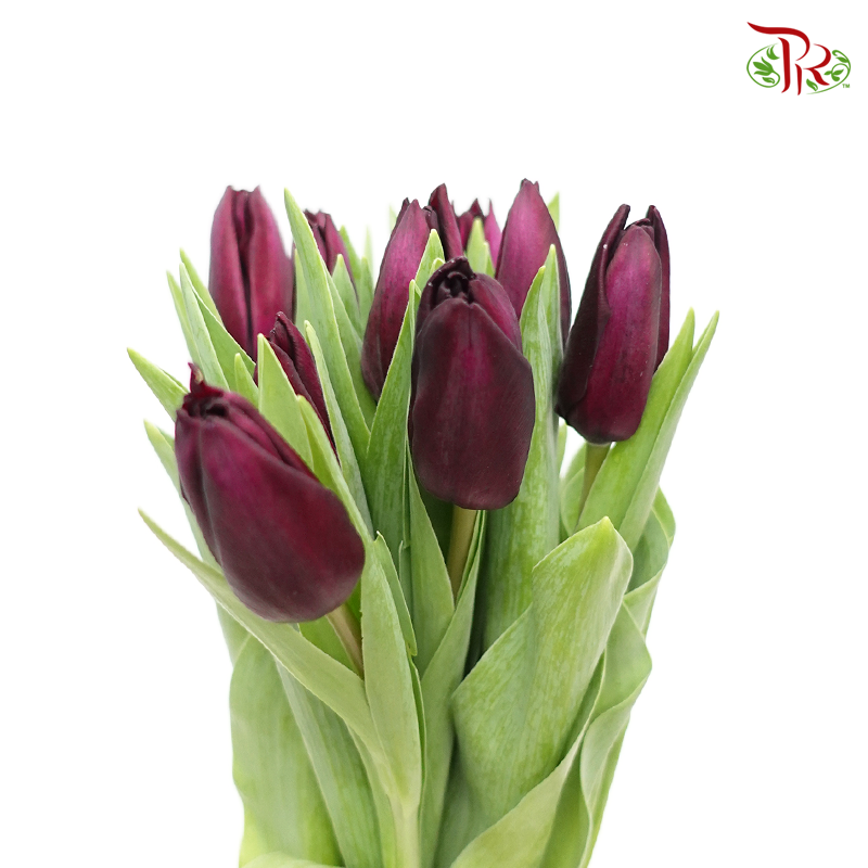 Tulip - Bullit (5 Stems / 10 Stems)-Netherland-prflorist.com.my