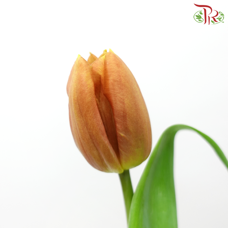 Tulip - Cairo (5 Stems / 10 Stems)-Netherland-prflorist.com.my
