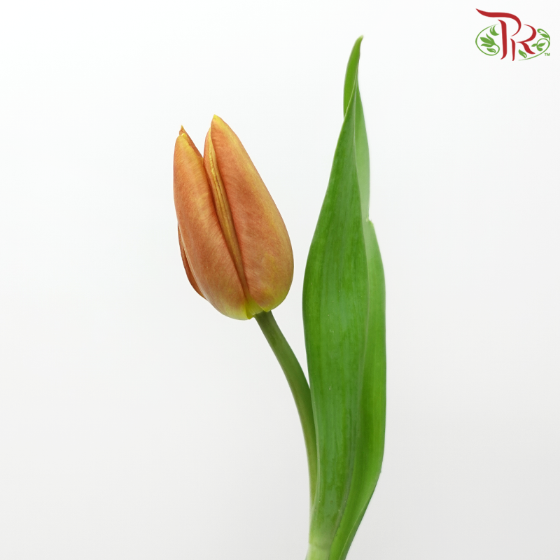 Tulip - Cairo (5 Stems / 10 Stems)-Netherland-prflorist.com.my