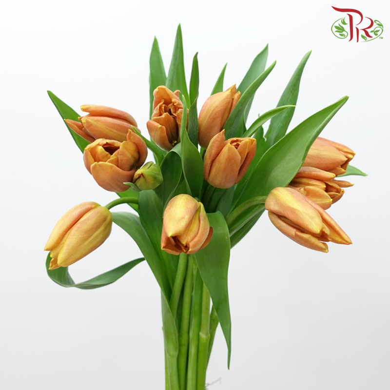 Tulip - Cairo (5 Stems / 10 Stems)-Netherland-prflorist.com.my