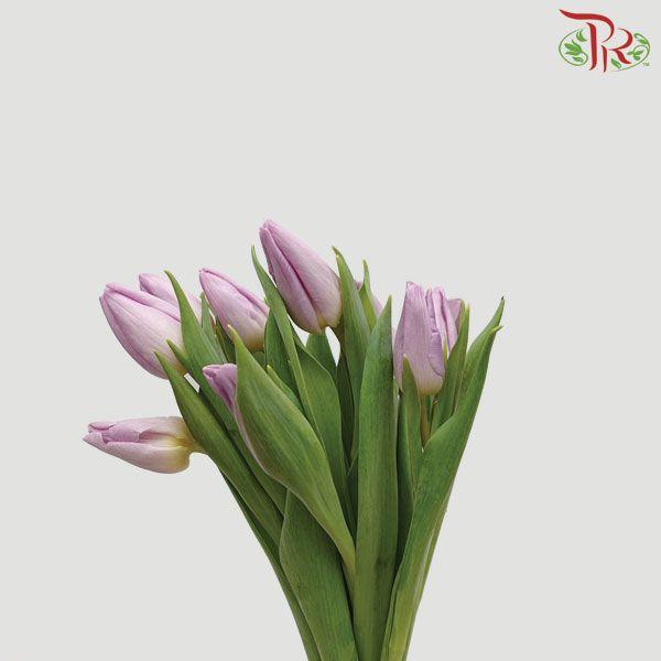 Tulip - Candy Prince (5 Stems / 10 Stems)-Netherland-prflorist.com.my