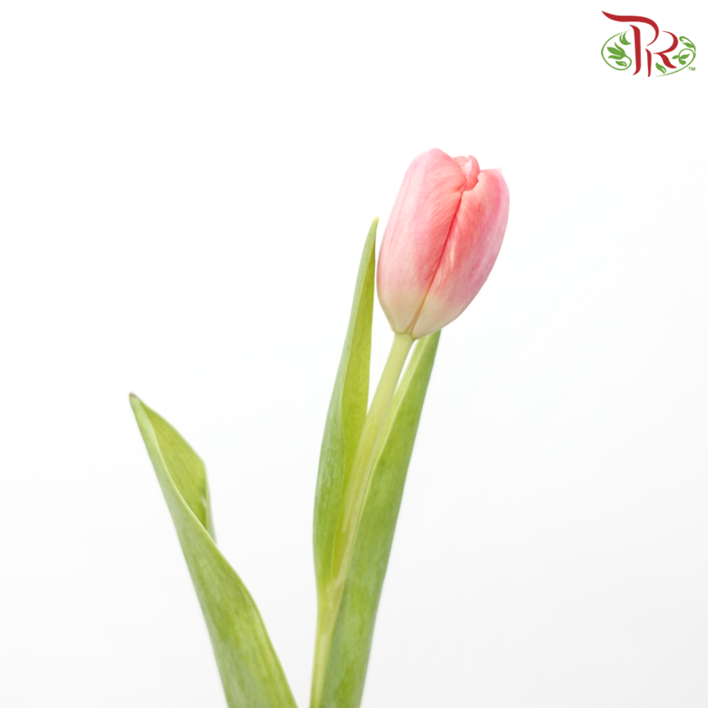 Tulip - Carola (5 Stems / 10 Stems)-Netherland-prflorist.com.my