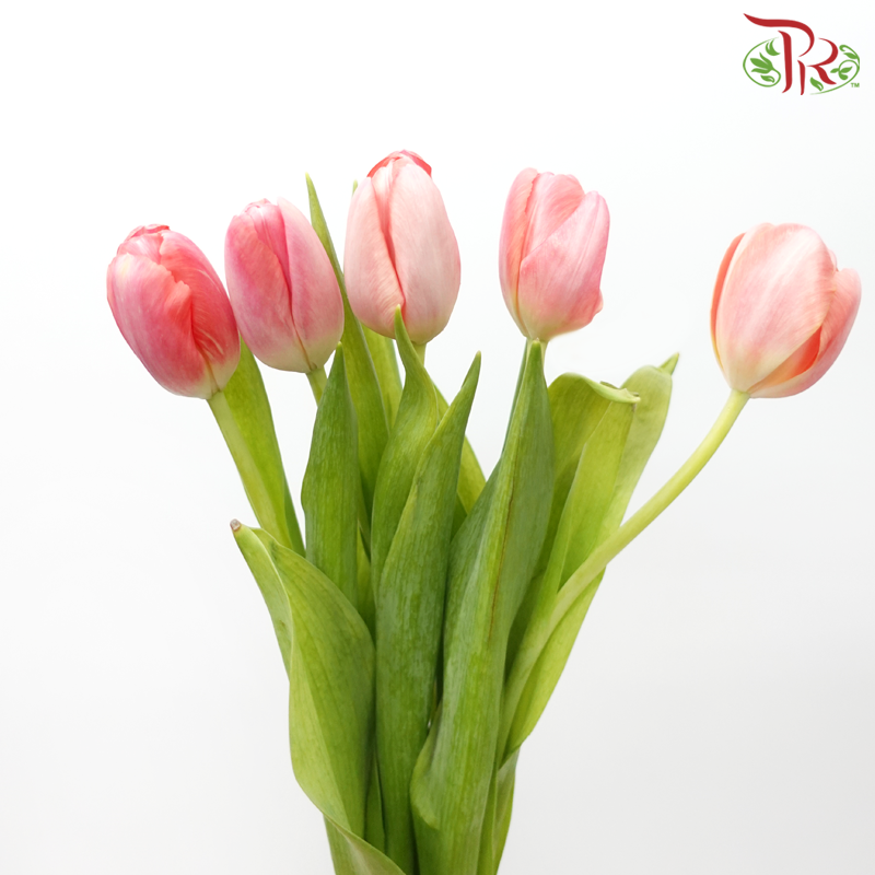 Tulip - Carola (5 Stems / 10 Stems)-Netherland-prflorist.com.my