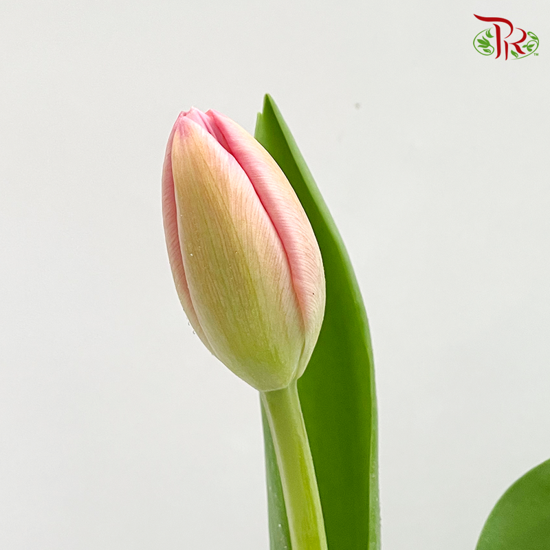 Tulip - Carola (5 Stems / 10 Stems)-Netherland-prflorist.com.my