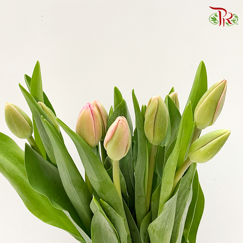 Tulip - Carola (5 Stems / 10 Stems)-Netherland-prflorist.com.my
