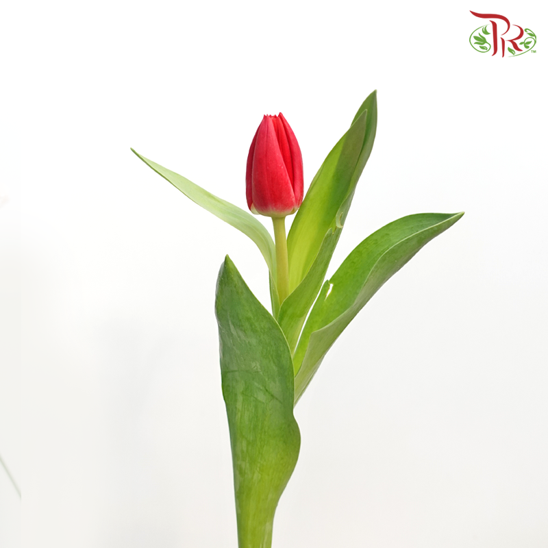 Tulip - Cherry Pink / Red (5 Stems / 10 Stems)-Netherland-prflorist.com.my