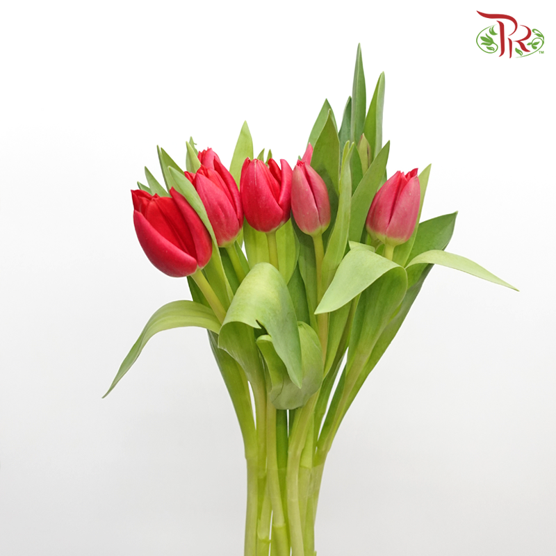 Tulip - Cherry Pink / Red (5 Stems / 10 Stems)-Netherland-prflorist.com.my