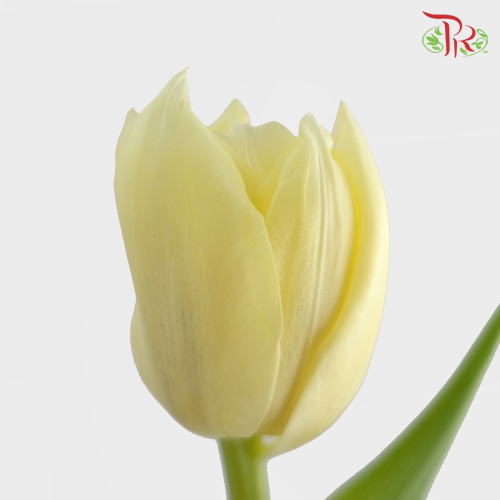 Tulip - Cream Yellow (5 Stems / 10 Stems)-Netherland-prflorist.com.my