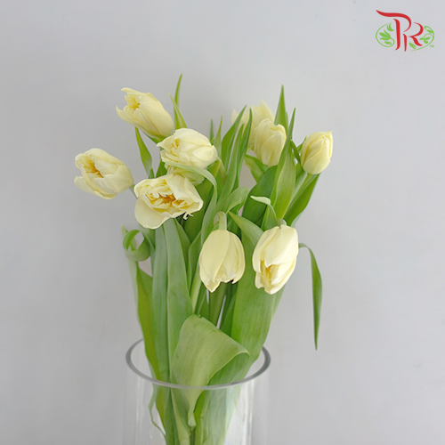 Tulip - Cream Yellow (5 Stems / 10 Stems)-Netherland-prflorist.com.my