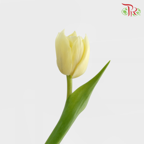 Tulip - Cream Yellow (5 Stems / 10 Stems)-Netherland-prflorist.com.my