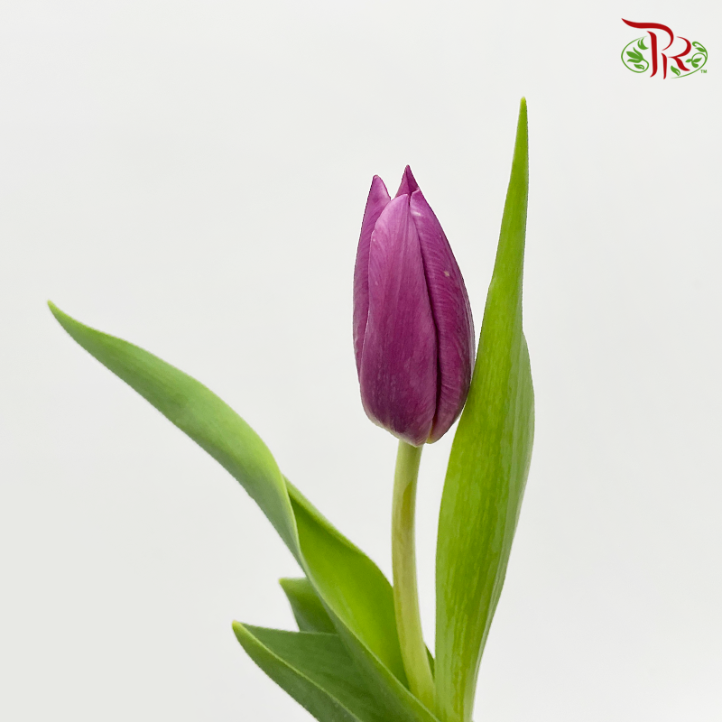 Tulip- Dark Purple (5 Stems / 10 Stems)-Netherland-prflorist.com.my