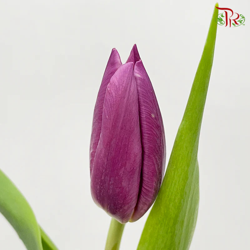 Tulip