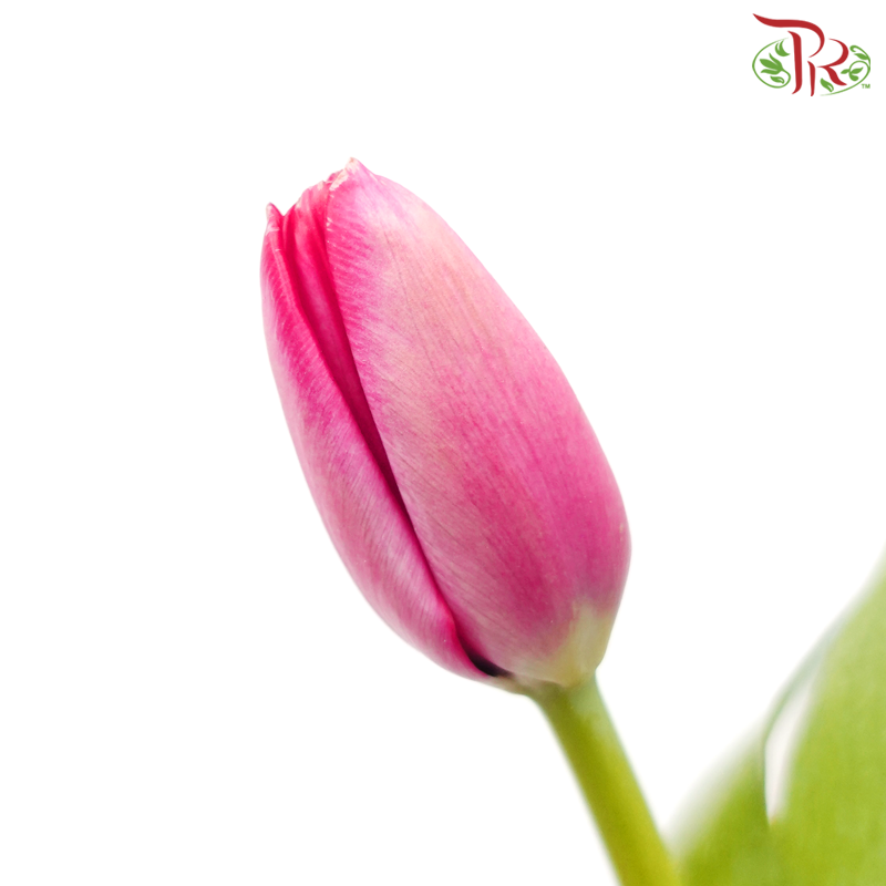 Tulip - Deep Pink (5 Stems / 10 Stems)-China-prflorist.com.my