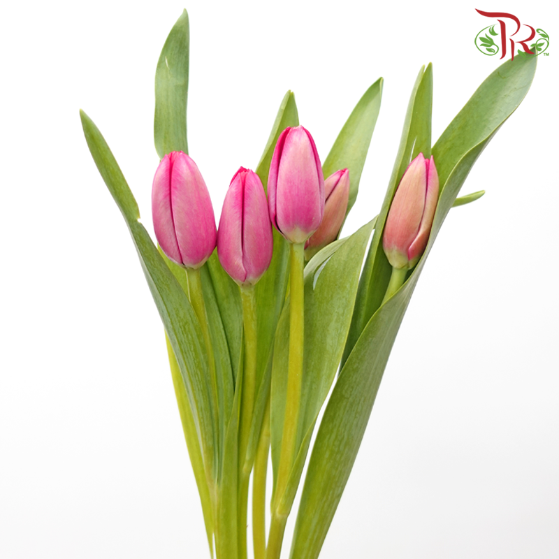 Tulip - Deep Pink (5 Stems / 10 Stems)-China-prflorist.com.my
