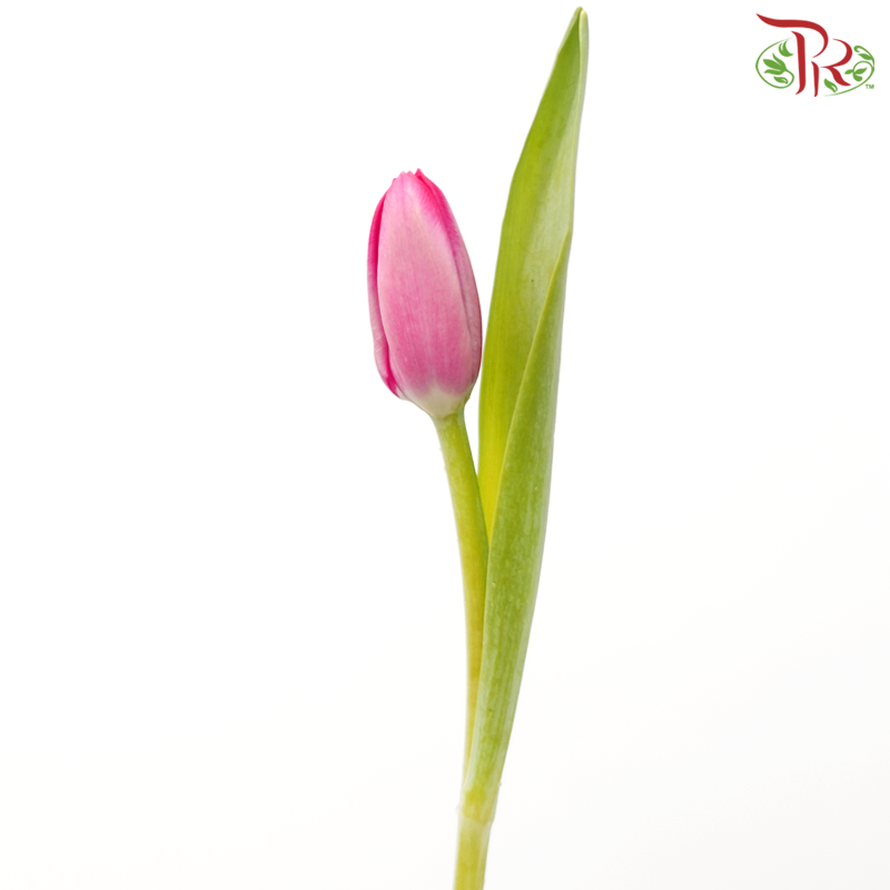 Tulip - Deep Pink (5 Stems / 10 Stems)-China-prflorist.com.my