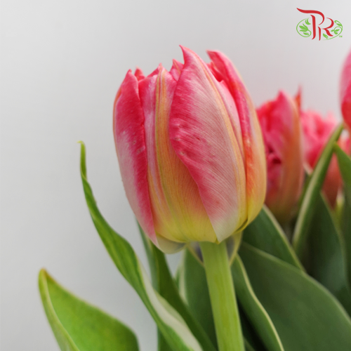 Tulip - Double Flash Point (5 Stems / 10 Stems)-Netherland-prflorist.com.my