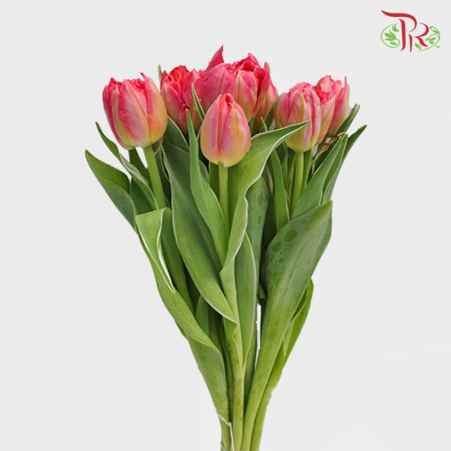 Tulip - Double Flash Point (5 Stems / 10 Stems)-Netherland-prflorist.com.my