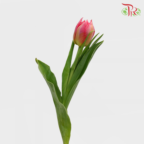 Tulip - Double Flash Point (5 Stems / 10 Stems)-Netherland-prflorist.com.my