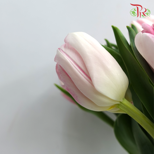 Tulip - Double Foxtrot (5 Stems / 10 Stems)-Netherland-prflorist.com.my