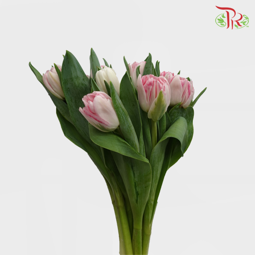 Tulip - Double Foxtrot (5 Stems / 10 Stems)-Netherland-prflorist.com.my