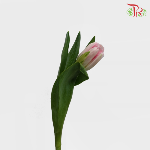 Tulip - Double Foxtrot (5 Stems / 10 Stems)-Netherland-prflorist.com.my