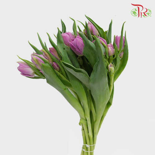 Tulip - Double Katinka (5 Stems / 10 Stems)-Netherland-prflorist.com.my