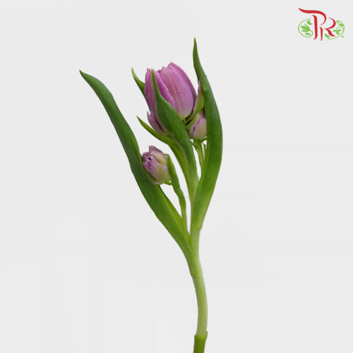 Tulip - Double Katinka (5 Stems / 10 Stems)-Netherland-prflorist.com.my