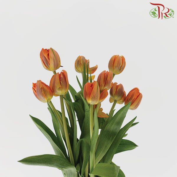 Tulip - Double Orange Princess (5 Stems / 10 Stems)-Netherland-prflorist.com.my
