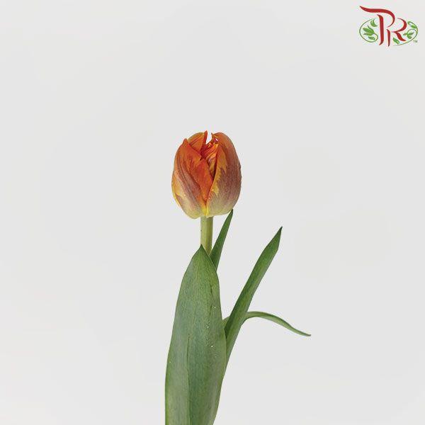 Tulip - Double Orange Princess (5 Stems / 10 Stems)-Netherland-prflorist.com.my