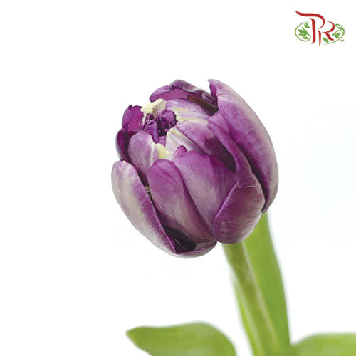 Tulip Double - Petal Purple(5 Stems / 10 Stems)-Netherland-prflorist.com.my