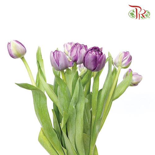 Tulip Double - Petal Purple(5 Stems / 10 Stems)-Netherland-prflorist.com.my